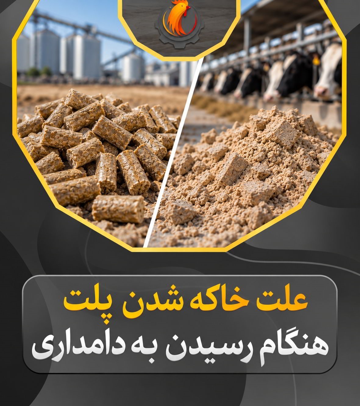 چرا پلت‌ها تا به دامداری می‌رسند خاکه می‌شوند؟